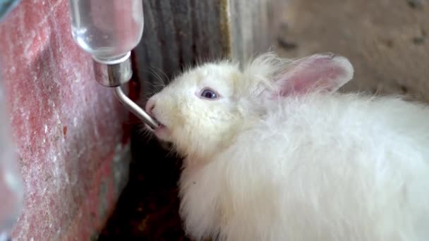 Niedliche Kaninchen Trinken Wasser Aus Futterbehälter — Stockvideo