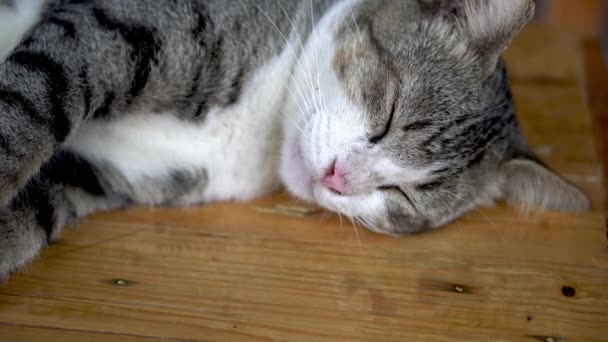 Ленивая Кошка Спит Зевает Продолжает Спать — стоковое видео