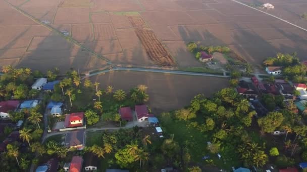 栽培期のペナン乾燥水田の朝陽射し — ストック動画