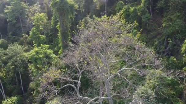 Top View Δέντρο Χωρίς Φύλλα Πράσινο Τροπικό Δάσος — Αρχείο Βίντεο