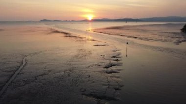 Sahildeki çamurlu bataklıkta maymun keşfi