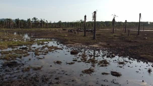 Grupo Búfalos Cerca Del Pantano Agua Palma Aceitera — Vídeo de stock