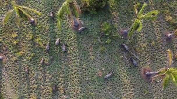 Top View Group Buffaloes Grazing Grass Evening Sun Light — Stock Video