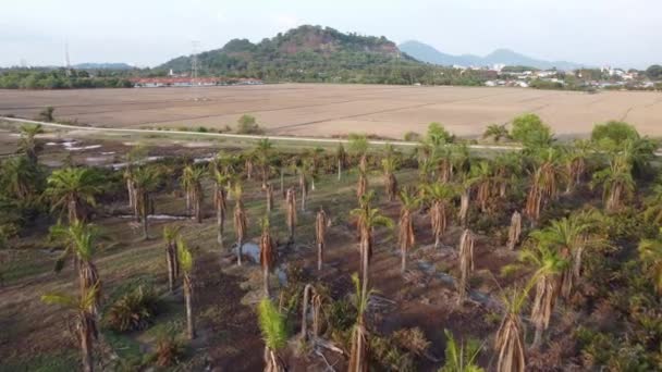 Vista Aérea Palmeira Seca Zonas Húmidas Voltar Paddy Campo Depois — Vídeo de Stock