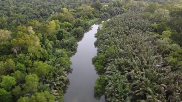 Luchtfoto Rivier Groene Tropische Nipah Boom Maleisië — Stockvideo