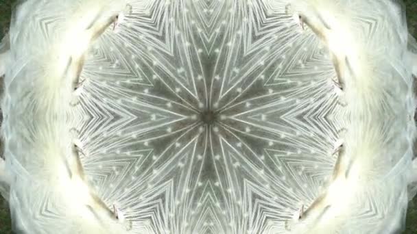 Animation Der Weißen Feder Kaleidoskop Abstrakter Hintergrund — Stockvideo