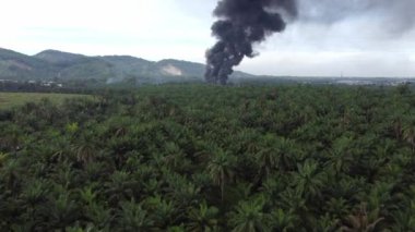 Hava manzaralı yangın plantasyonun yanında gün içinde yanar