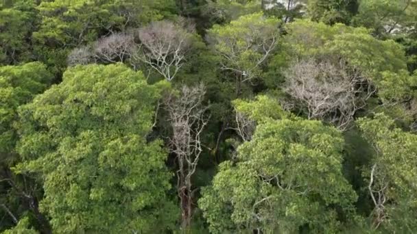 Vista Aerea Albero Nudo Asciutto Vicino Alla Mangrovia Accanto Fiume — Video Stock