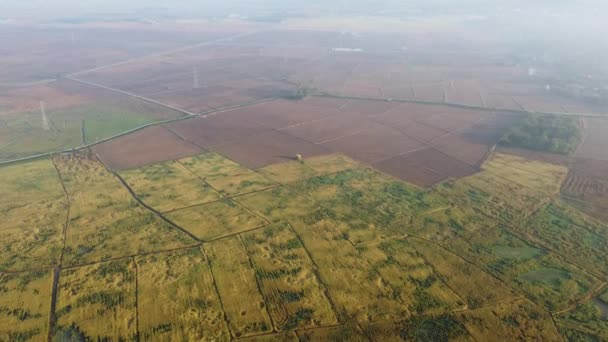 Drone Vista Arrozal Plantación Campo Malasia — Vídeos de Stock