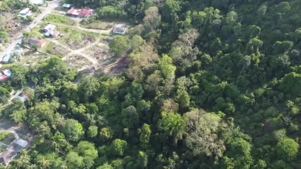 Flygfoto Klar Plantage Nära Malays Kampung Bredvid Skogen — Stockvideo