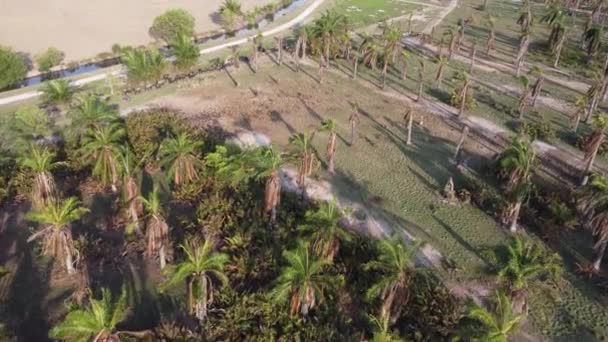 Groupe Buffles Marchent Dans Une Rangée Près Une Plantation Palmiers — Video