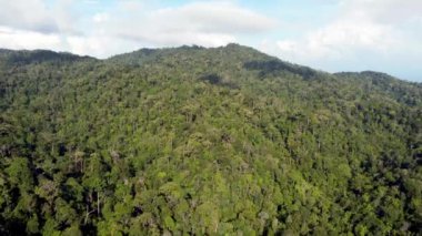 Penang Tepesi 'nin yeşil yağmur ormanları insansız hava aracı görüntüsü