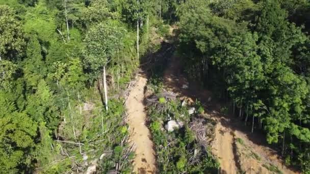 Deforest Pendio Collinare Della Foresta Pluviale Nella Giornata Sole — Video Stock