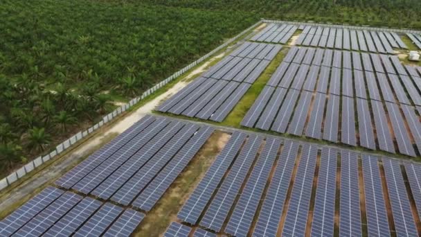 Painel Solar Visão Giratória Aérea Perto Plantação Palma Óleo — Vídeo de Stock