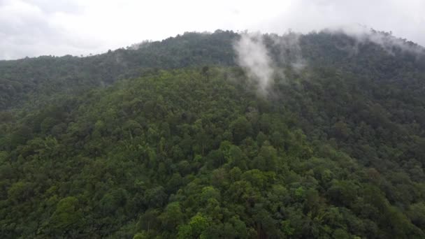 Flyg Över Grön Tropisk Skog Malaysia Lågt Moln Rör Sig — Stockvideo