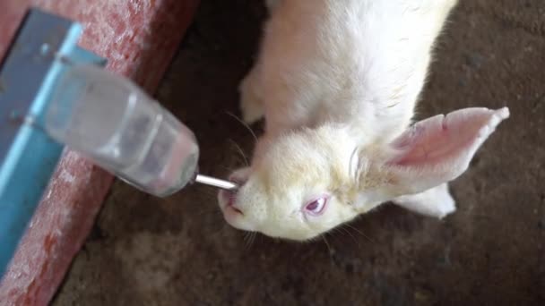Ovanifrån Rött Öga Kanin Dricka Vatten Från Utfodring Flaska — Stockvideo