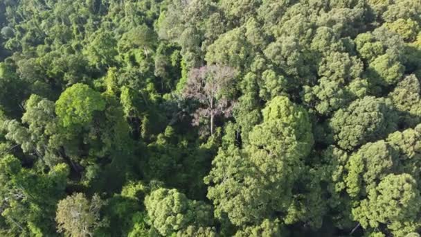 Lonely Bare Tree Green Forest Hot Sunny Day — Stock Video