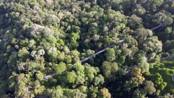 Flygfoto Rotera Titta Ner Träd Topp Promenad Habitat Penang Hill — Stockvideo