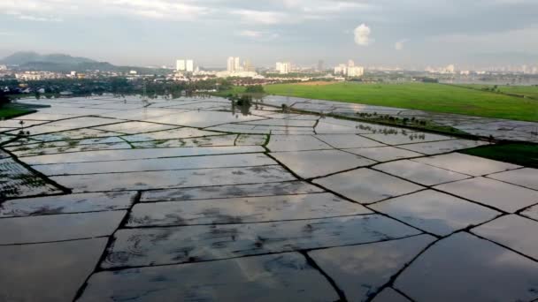 Reflejo Aéreo Del Cielo Sobre Agua Arrozal Durante Temporada Agua — Vídeos de Stock