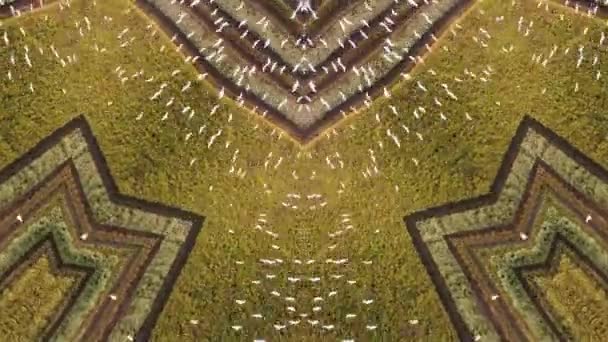 Symmetrie Caleidoscopisch Uitzicht Wittere Vogel Vliegen Padie Veld — Stockvideo