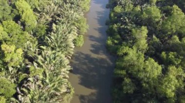 Nipah ağacıyla birlikte Sungai Jawi nehrinin aşağısına bak..