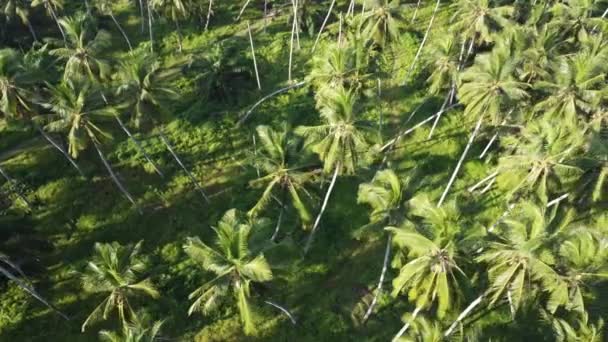 Dron Pohled Kokosové Stromy Zelené Scenérie Plantáže — Stock video