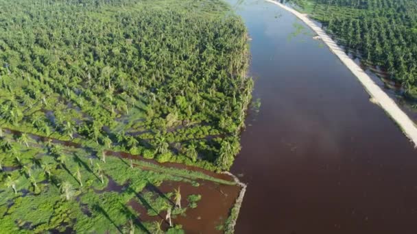 Luchtfoto Land Vrij Van Oliepalm Maleisië — Stockvideo