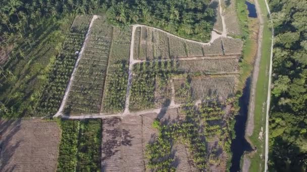 Bovenaanzicht Bananenplantage Het Platteland Van Maleisië — Stockvideo
