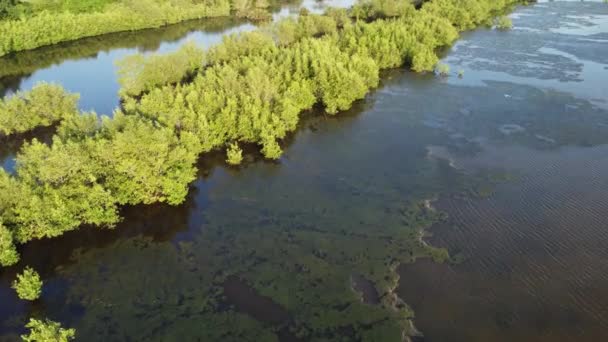 Hava Görüntüsü Yosunları Akarsu Nehri Doldurur — Stok video