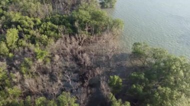 Hava manzaralı kuru ağaç mangrov ormanı