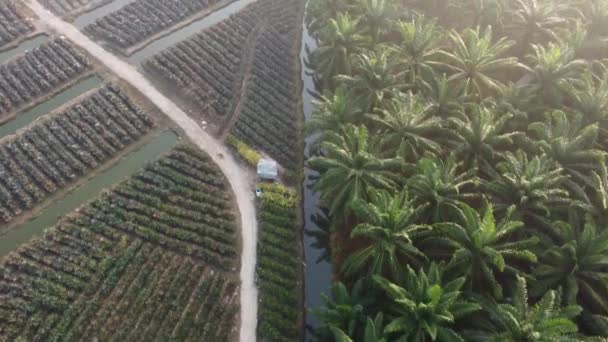 左側のパイナップル畑と右側のオイルパームの木を見下ろす空中 — ストック動画