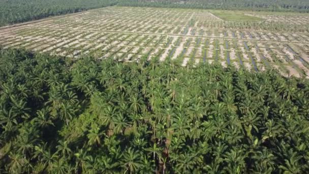 Volar Sobre Plantación Replantar Palma Aceitera Joven Malasia — Vídeo de stock