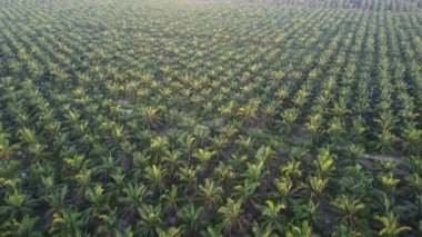 Ekinlikteki genç palmiye ağaçlarına bak.