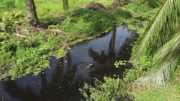Παρακολούθηση Σαύρα Κολύμπι Στο Ποτάμι Ελαιόδεντρα Φυτεία Φοίνικα — Αρχείο Βίντεο