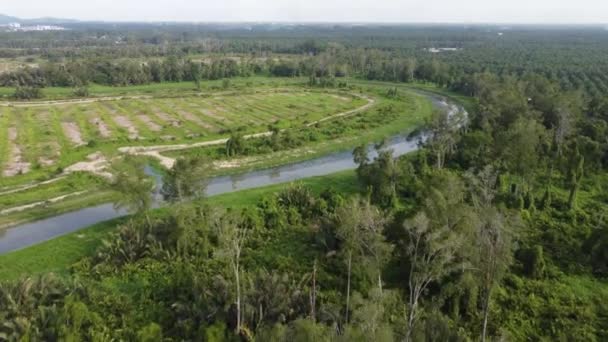 Terreno Cultivo Vista Aérea Plantación Aire Libre — Vídeo de stock