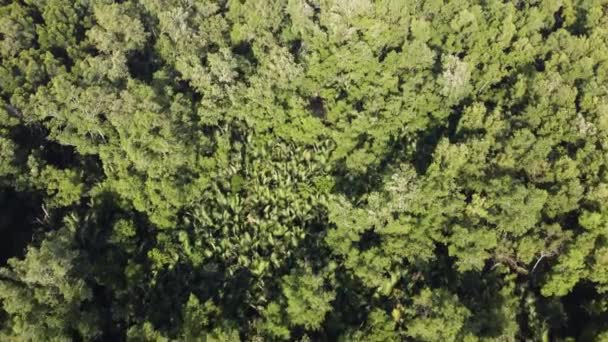 Letecký Pohled Shlíží Dolů Mangrovníkový Tropický Les — Stock video