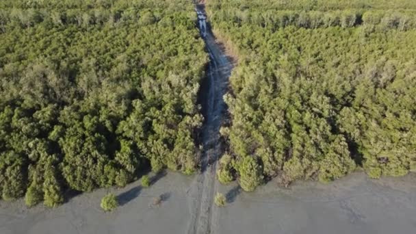 Realiza Actividad Deforestación Aérea Manglares Pantanosos — Vídeos de Stock