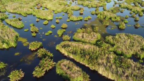 Peatlands Bataklıklar Batu Kawan Sulak Alandır — Stok video