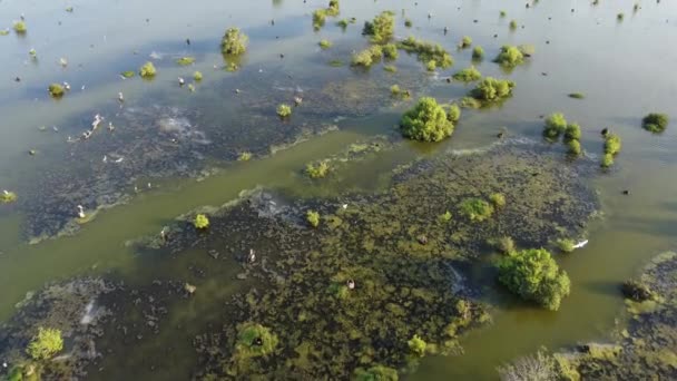 Uccelli Garzetta Bianca Vivono Zona Palude Mangrovie Zone Umide — Video Stock