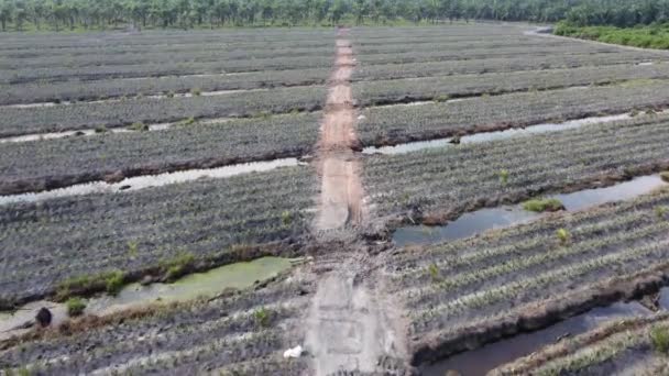Voe Sobre Plantação Abacaxi Jovem Dia — Vídeo de Stock