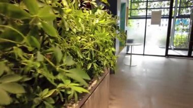 İç dekorasyon mimarisinde yeşil bitki. Doğal, ev kavramı