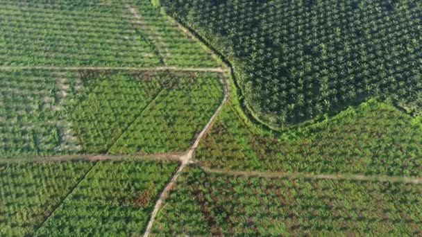 Plantacja Młodego Starego Oleju Palmowego Widoku Powietrza — Wideo stockowe