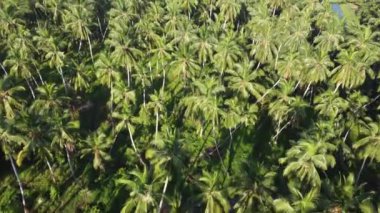 Hindistancevizi palmiyesi fidanına bak.