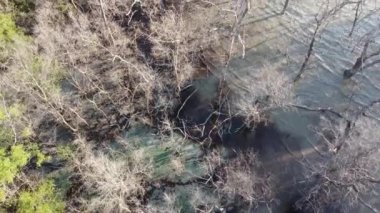 Drone manzaralı kuru yapraksız mangrov ağacı kıyı şeridinde yaşıyor