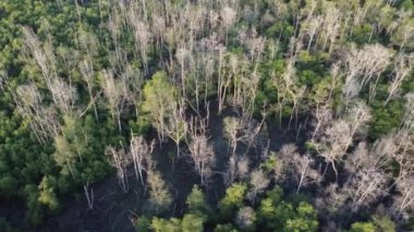 Hava kayması ormandaki kuru mangrov ağacını hareket ettirir.