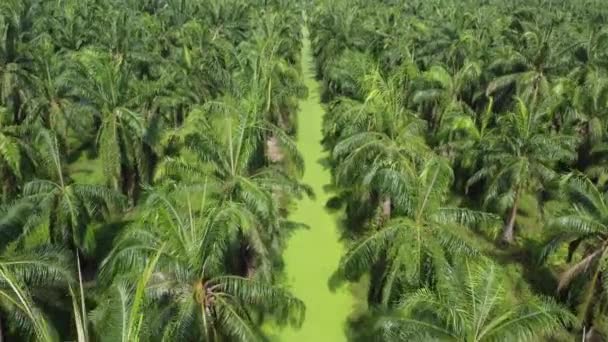 河流中带海藻的空中飞蝇掠过油棕榈种植园 — 图库视频影像