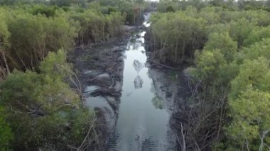 Mangrove ağacı gelişim için kesilir