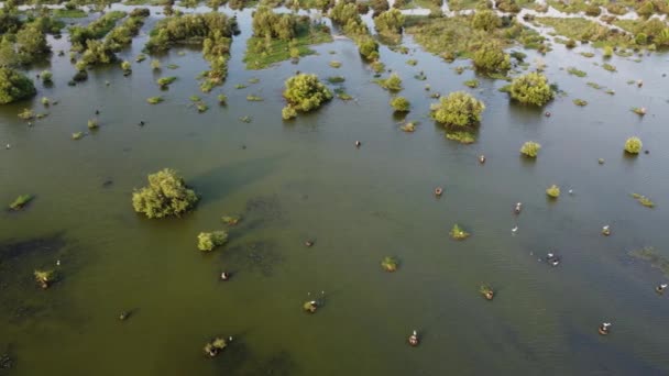Vista Aérea Pântanos Verdes Pântanos Malásia — Vídeo de Stock