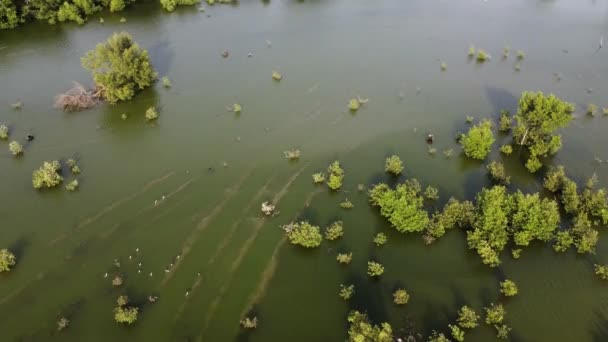 Vista Aerea Percorso Pneumatico Escavatore Palude Mangrovia — Video Stock