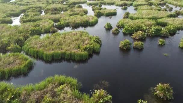 Fliegen Sie Über Torfmoore Die Von Wasser Überflutet Sind Grüne — Stockvideo